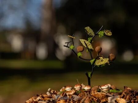 Photographie culinaire : Photo